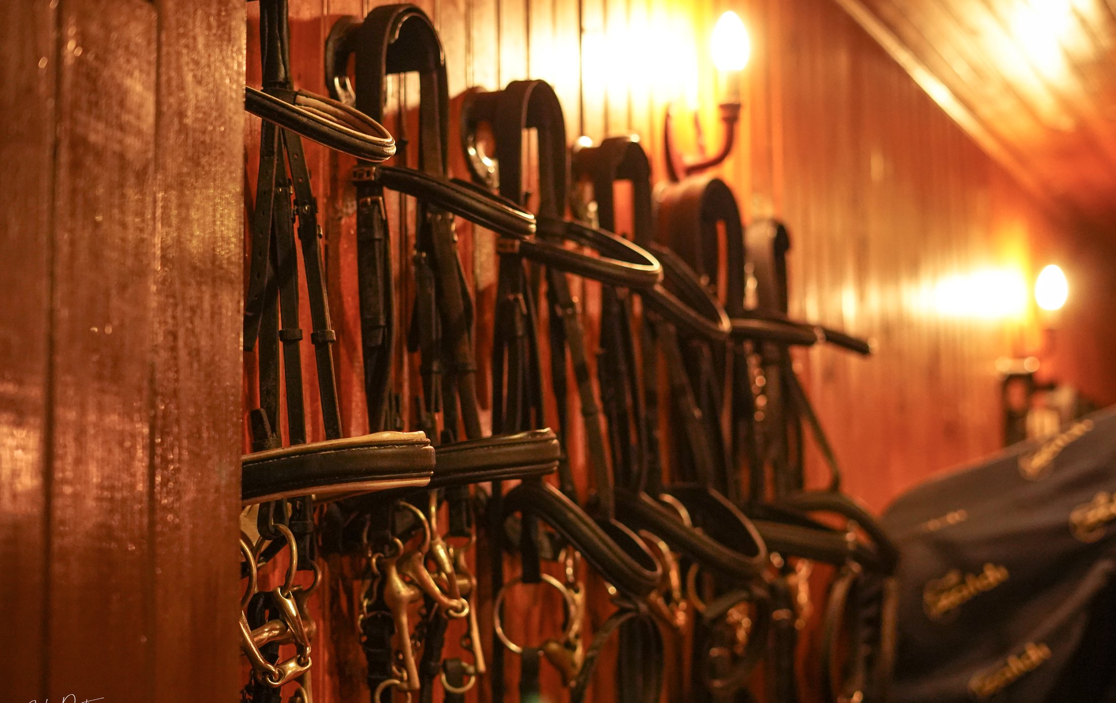 Bridles hung in a warmly lit tack room.